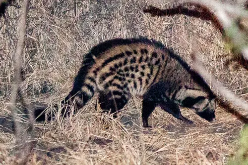 African Civet related animal
