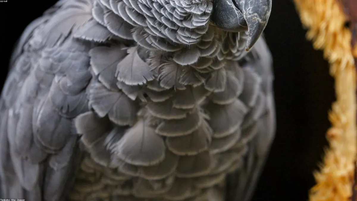 African Grey Parrot animal photo