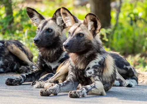 African Wild Dog related animal