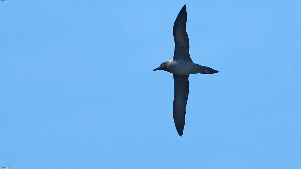 Albatross related animal