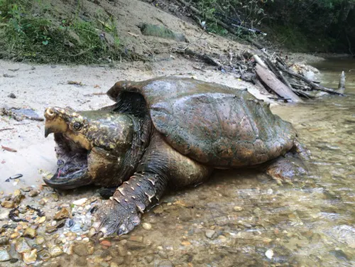 Alligator Snapping Turtle related animal