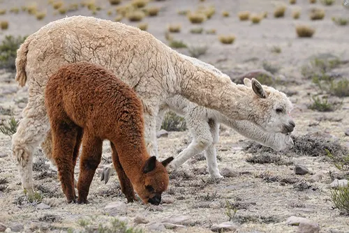 Alpaca related animal