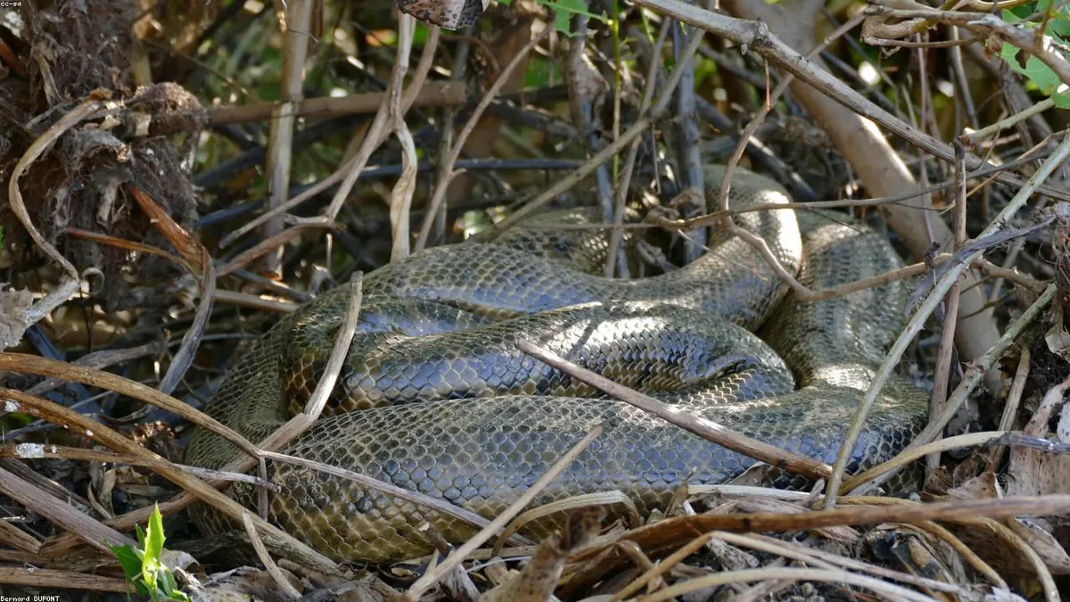 Anaconda related animal