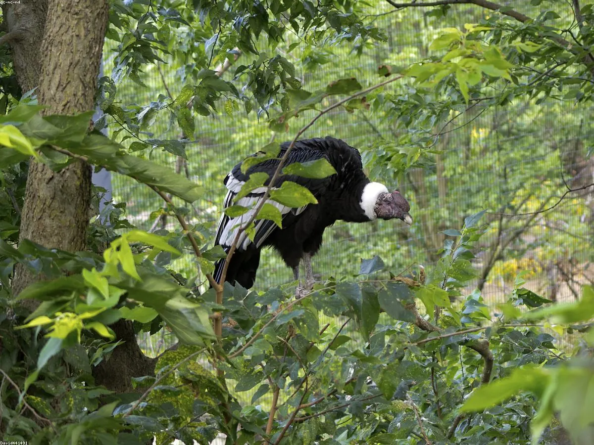 Andean Condor related animal