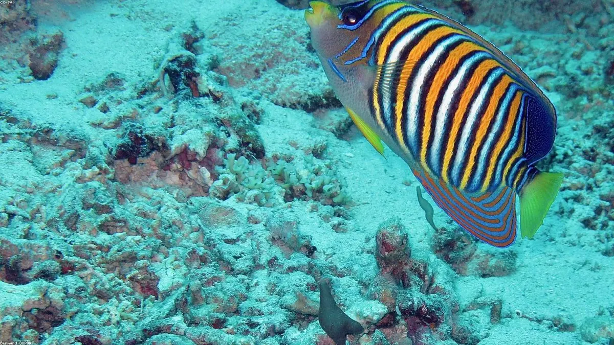 Angelfish related animal