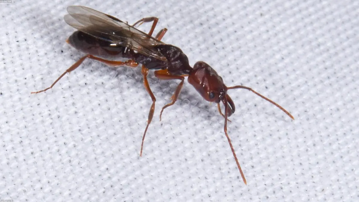 Ant related animal