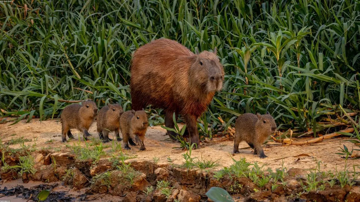 Anteater related animal
