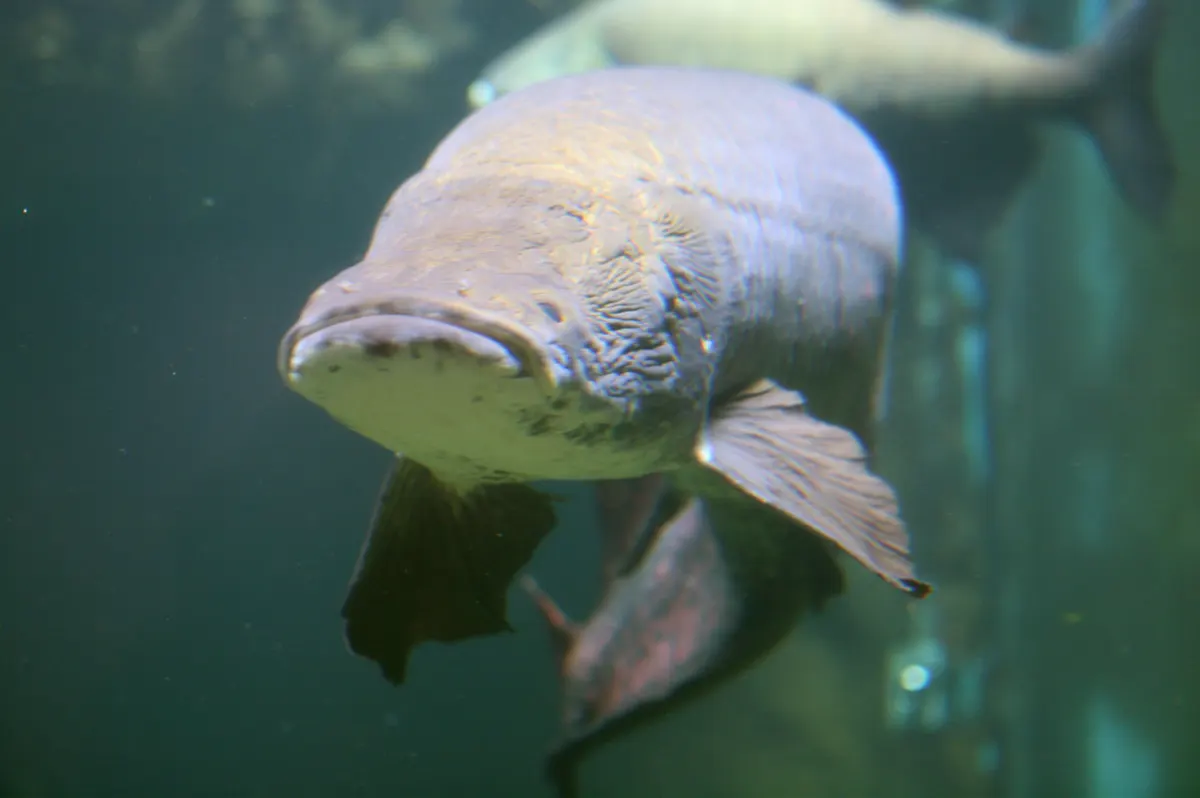 Arapaima related animal
