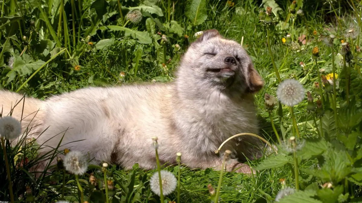 Arctic Fox related animal