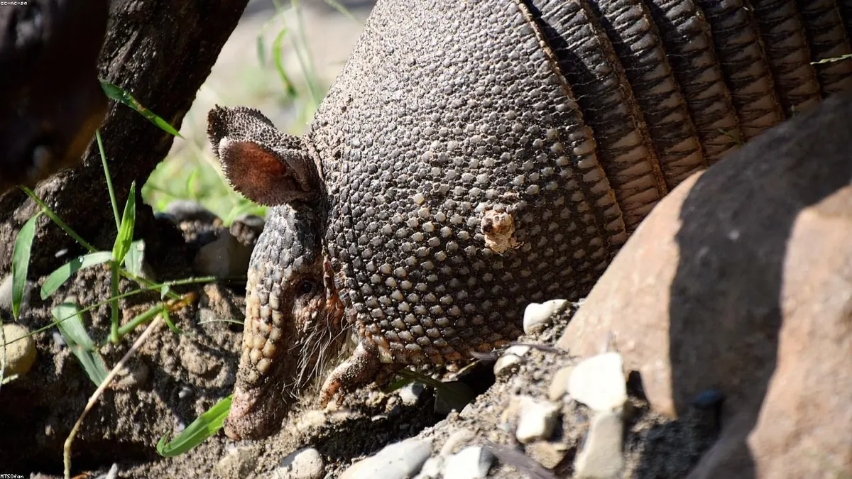 Armadillo animal profile photo