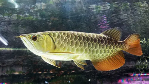 Arowana related animal