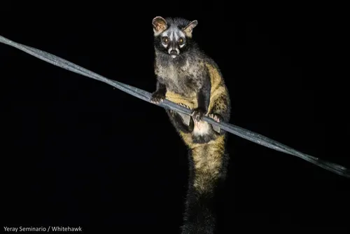 Asian Palm Civet related animal