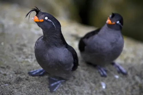 Auklet related animal