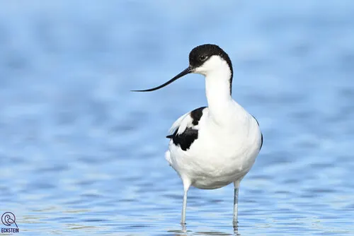 Avocet related animal