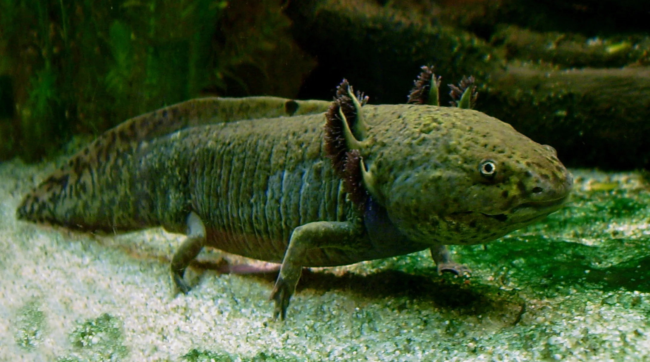 Axolotl animal photo