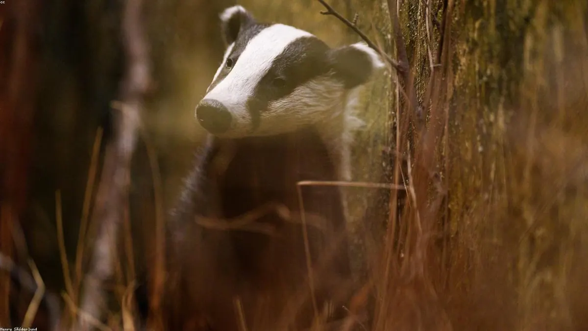 Badger related animal