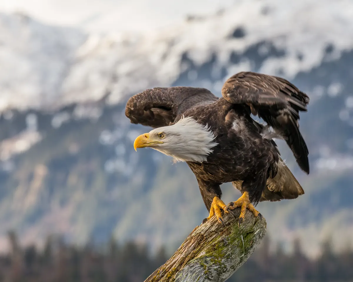 Bald Eagle related animal