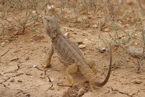 Bearded Dragon related animal