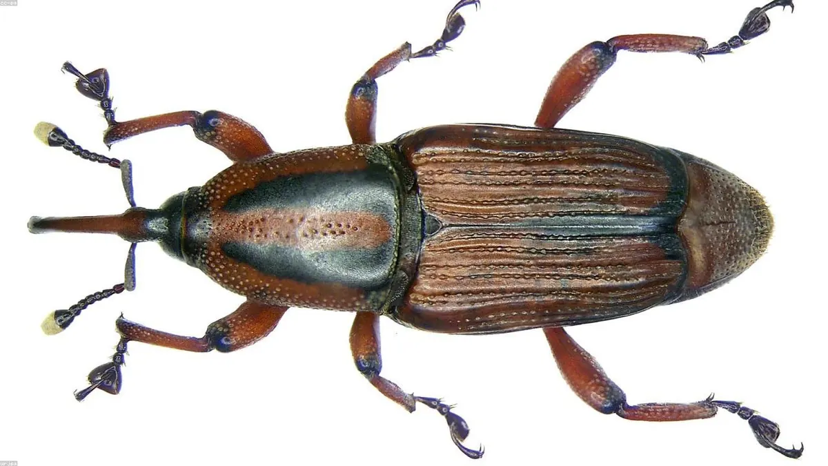Beetle animal profile photo