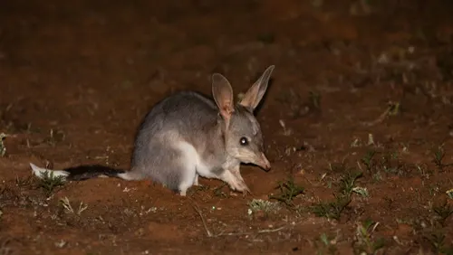 Bilby related animal