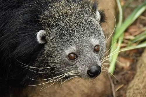 Binturong related animal