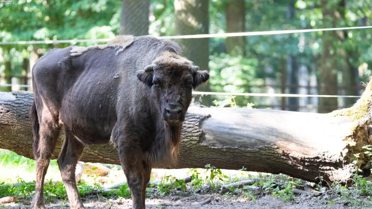 Bison animal profile photo