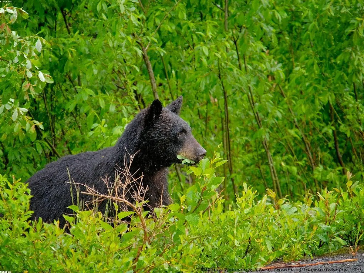 Black Bear related animal
