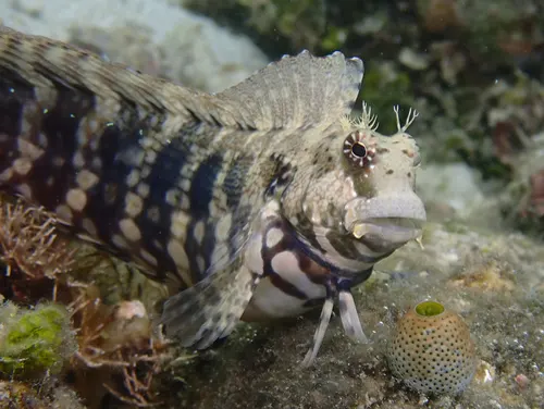 Blenny related animal