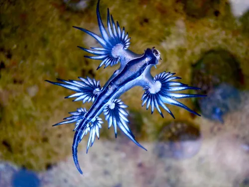 Blue Dragon related animal