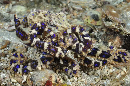 Blue-Ringed Octopus related animal
