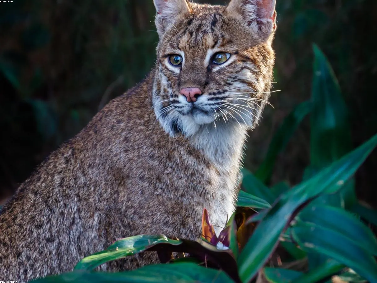 Bobcat related animal