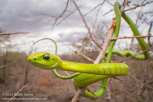 Boomslang related animal