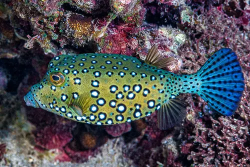 Boxfish related animal