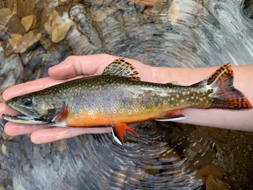 Brook Trout related animal