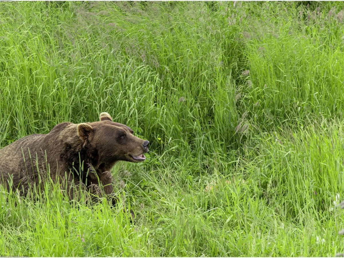 Brown Bear related animal