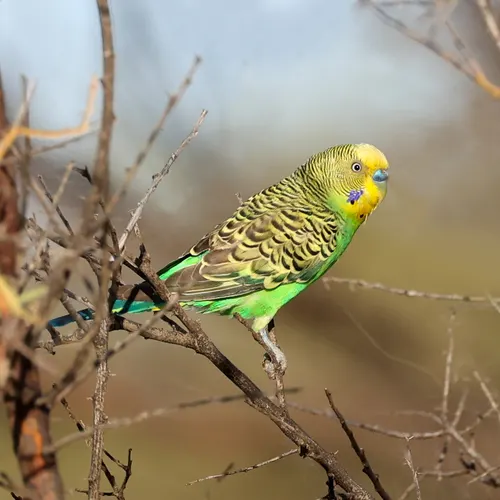 Budgerigar related animal