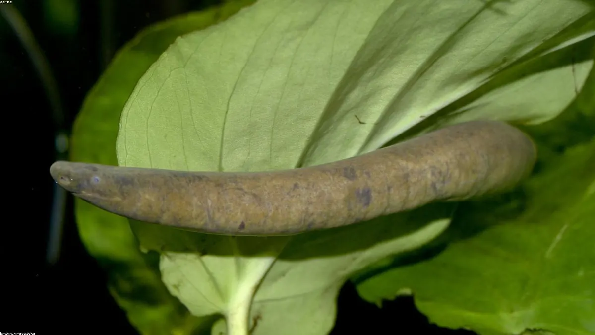 Caecilian related animal