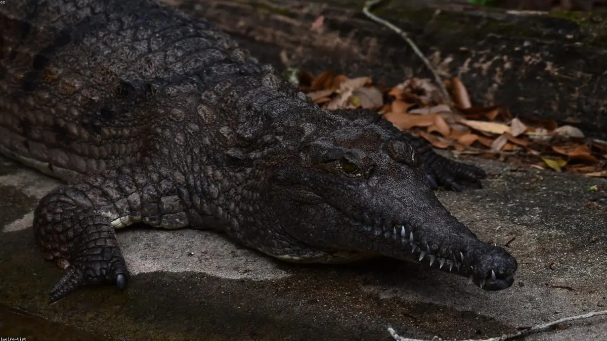 Caiman animal profile photo