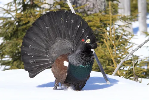 Capercaillie related animal