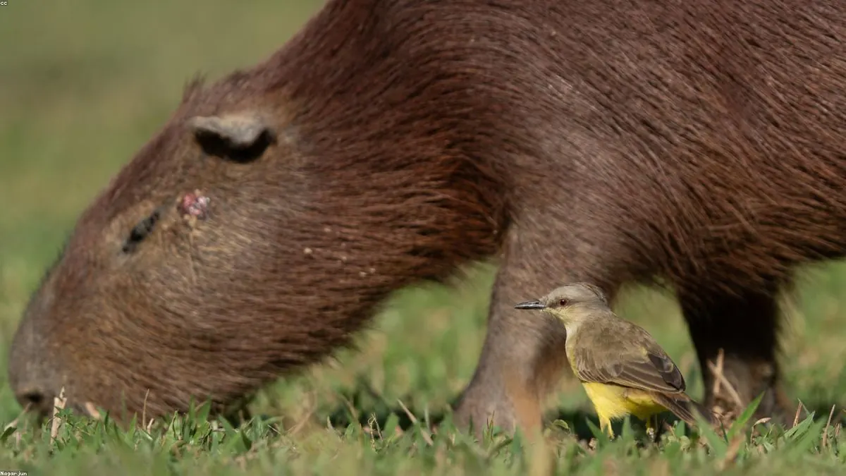 Capybara related animal