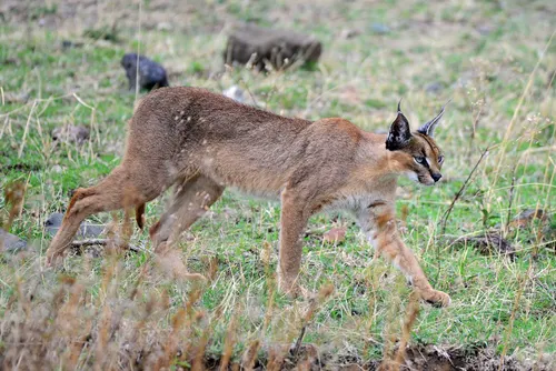Caracal related animal