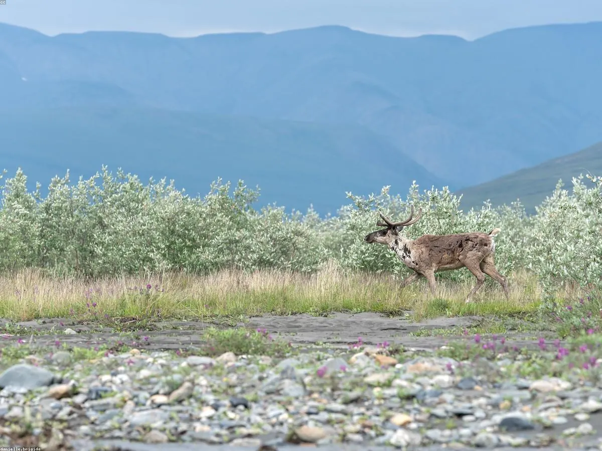 Caribou related animal