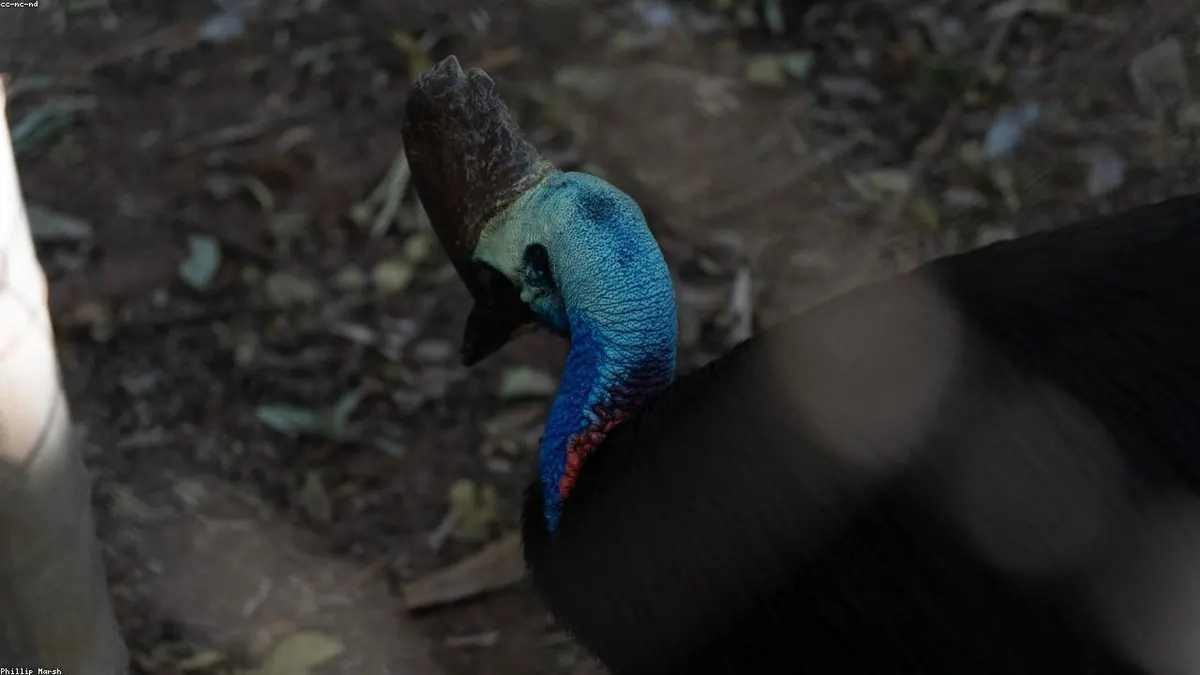 Cassowary related animal