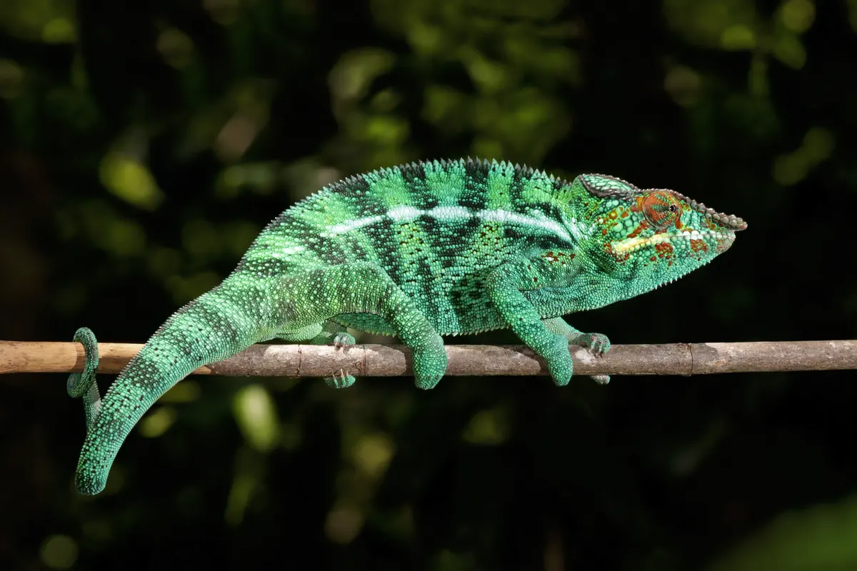 Chameleon related animal