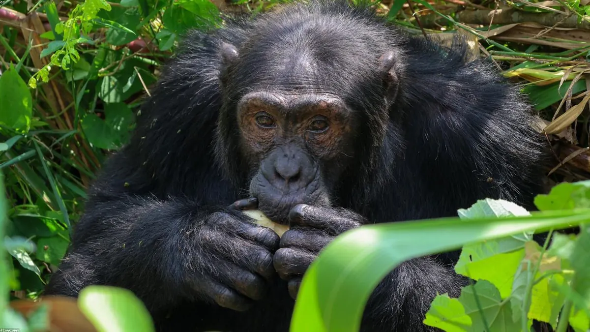 Chimpanzee related animal