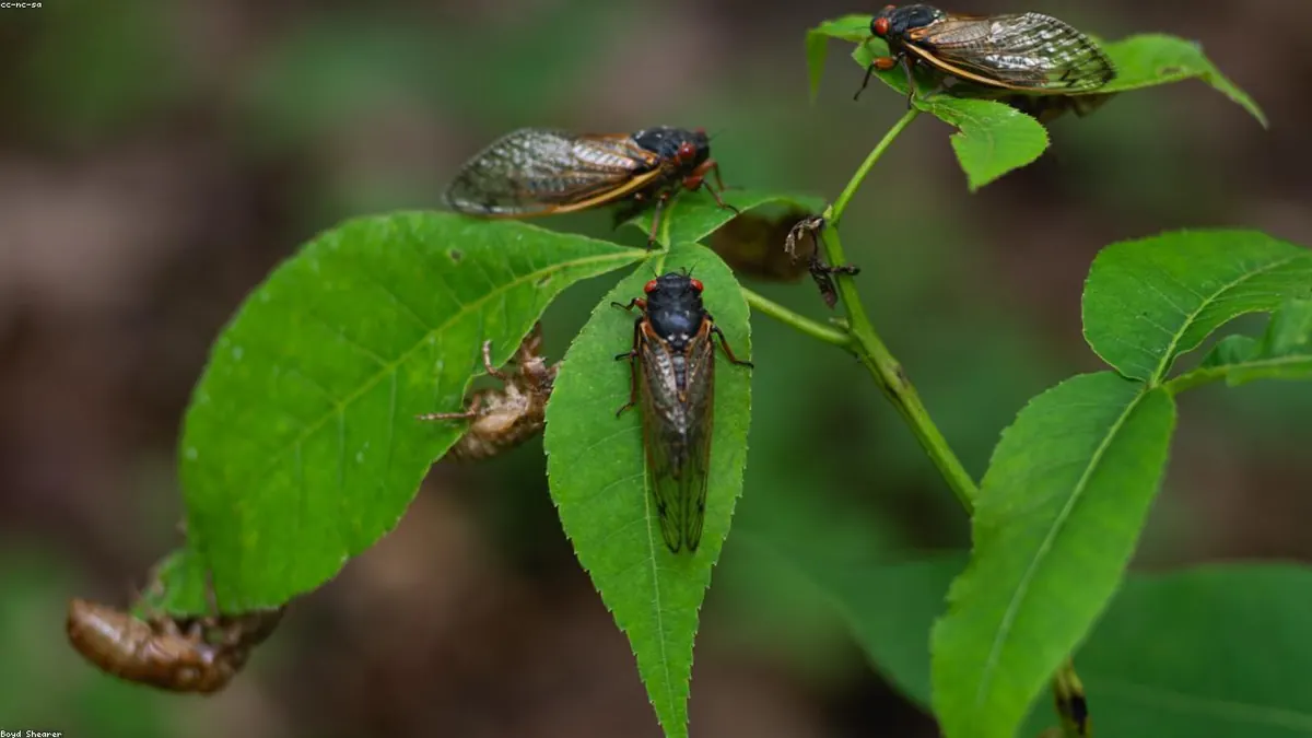 Cicada animal profile photo