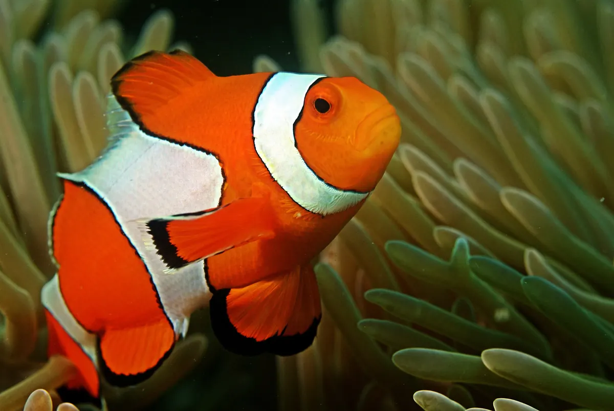 Clownfish related animal
