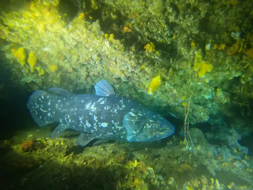 Coelacanth related animal