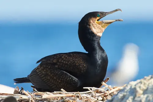Cormorant related animal