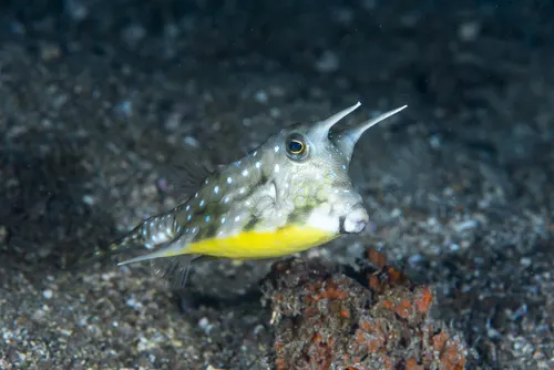 Cowfish related animal